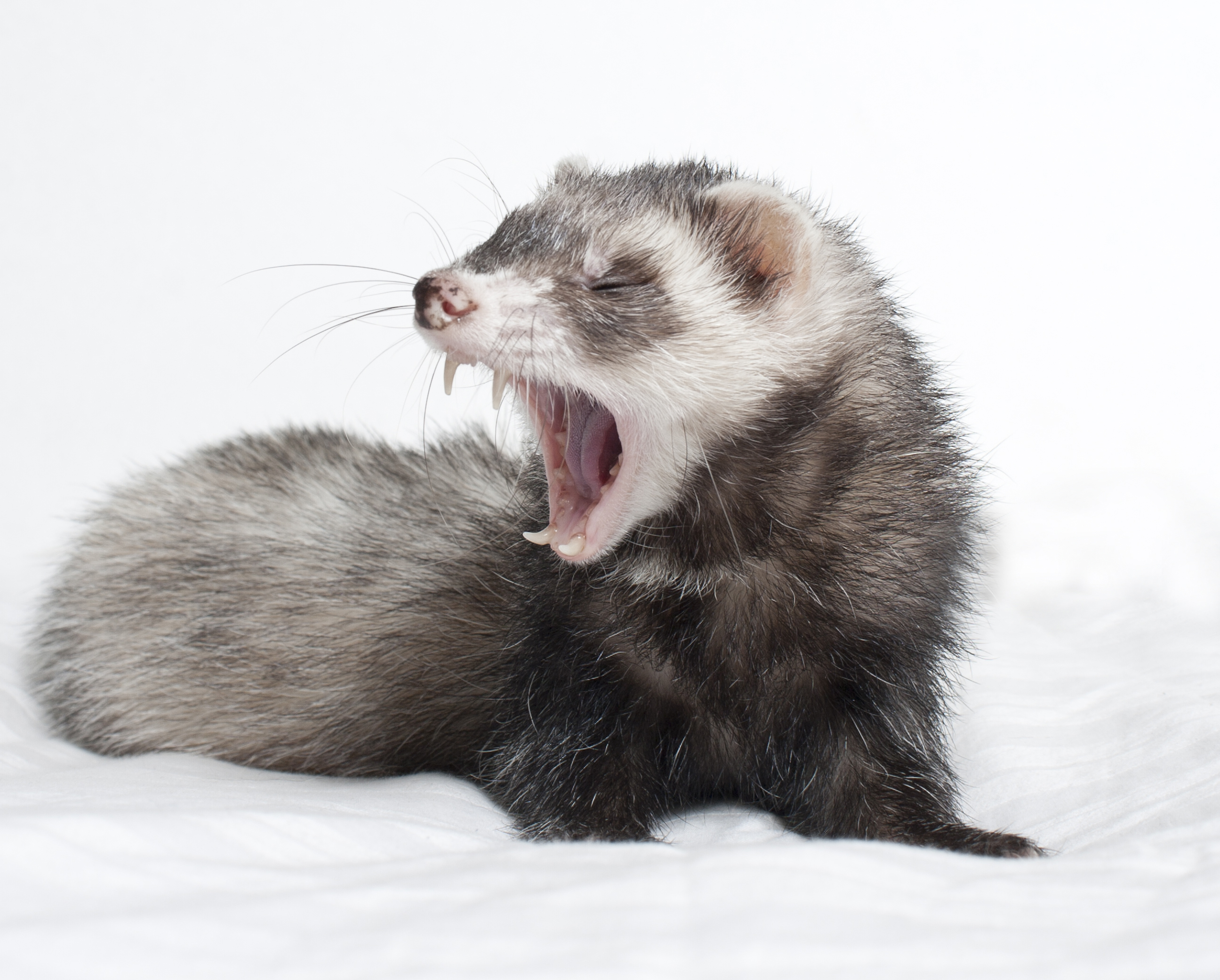 do ferrets get along with dogs