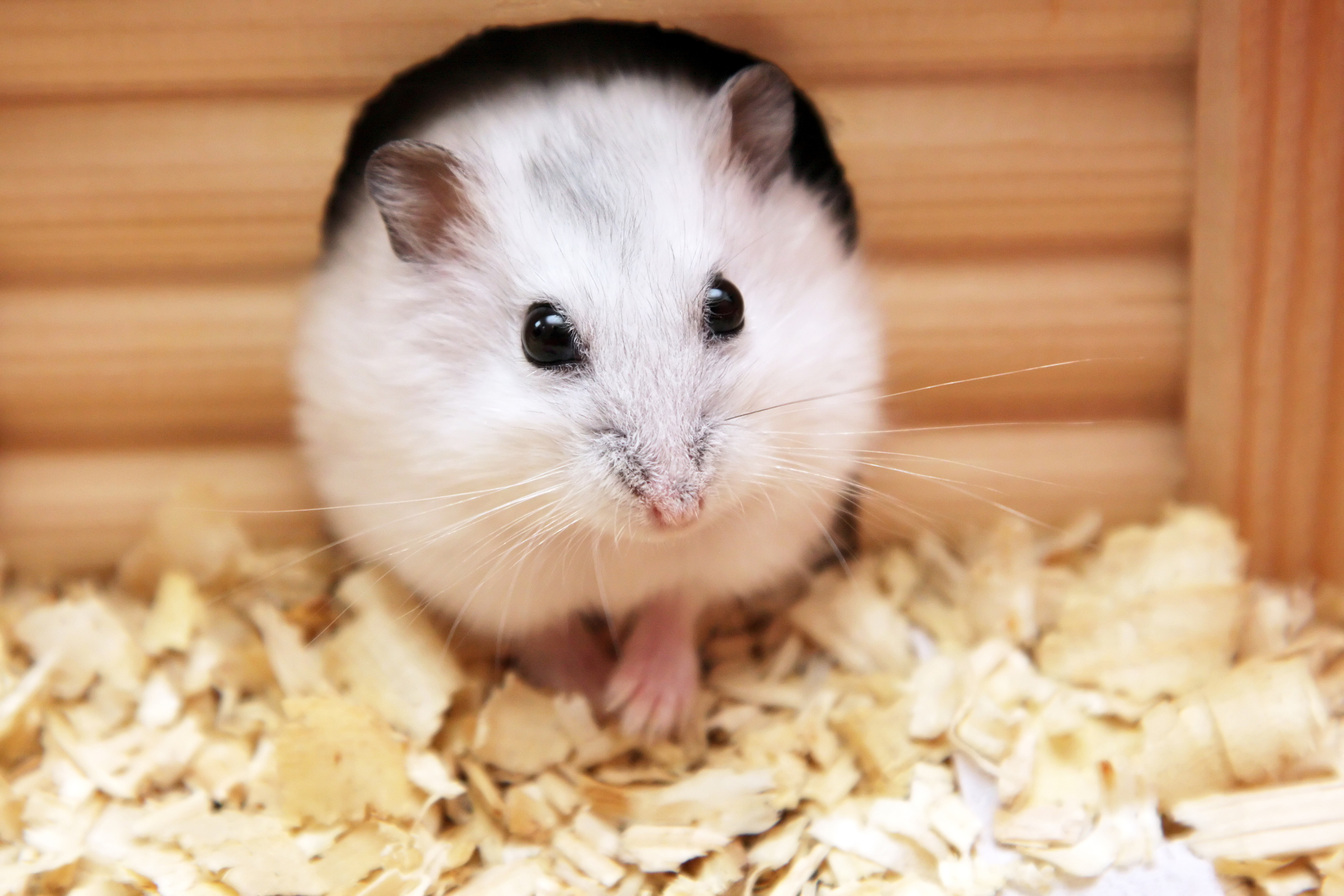 small caged pets