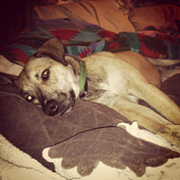 Tommy the whippet mix