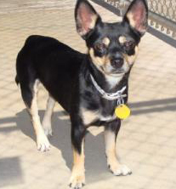 Montana, an adoptable Chihuahua