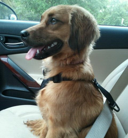 Cini, a Cocker mix