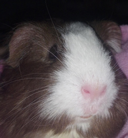 Pricess the guinea pig