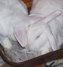 Snowy and Everest