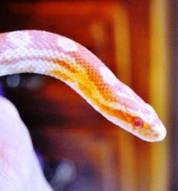 Adoptable snake, Bennett