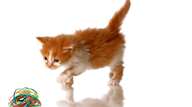 pets at home hypoallergenic cat food