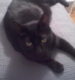 Mr. Kitty the cat