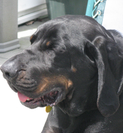 Easy, a black and tan coonhound