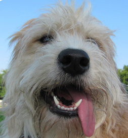 Ziggy, an Old English Sheepdog