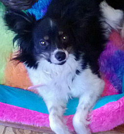 Isabella the Papillon