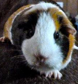 Lily the guinea pig