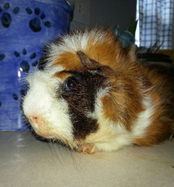 Skunk, the guinea pig