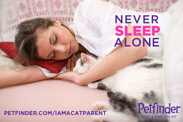 pro cat adoption memes to share petfinder never sleep alone pro cat adoption memes to share petfinder