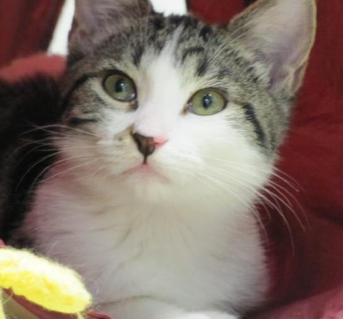 slick-MO08.23768265-1-x black and white cat