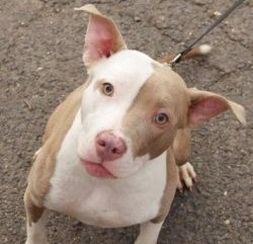 brown and white dog