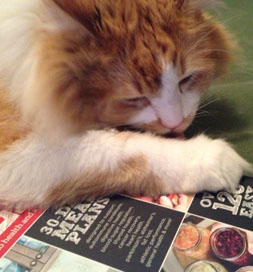cat-adoption-domestic-long-hair-riley-vanhoose Riley the cat
