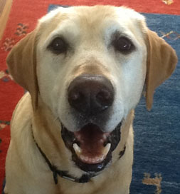 dog-adoption-Labrador-Retriever-Jack-Obrien Slimdoggy Jack