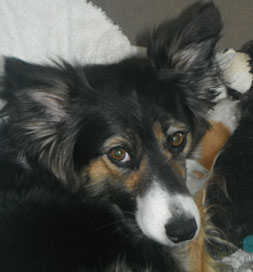 dog-adoption-border-collie-holly-mcalaster Holly the dog