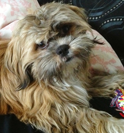 Wookie, a Shih-tzu mix