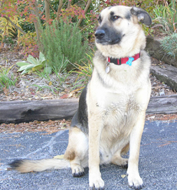 Dog-bite-prevention Tucker the dog