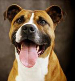 adoptable-dog-Patrick-KY61 brown and white dog
