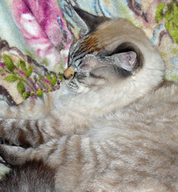 cat-adoption-diablo-baker Diablo the cat