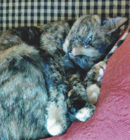 cat-adoption-kona-barnes Kona Barnes