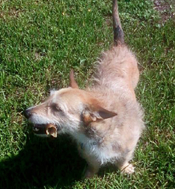 dog-adoption-basset-larry-willis Larry the Basset mix