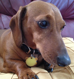 dog-adoption-dachshund-frodo-victoria Frodo, a Dachshund