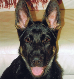 Jackson the German Shepherd Jackson the German Shepherd