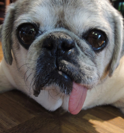 dog-adoption-pug-wilson-sills Wilson the pug