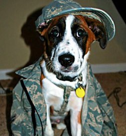 dog-adoption-troy-whitt dog-adoption-troy