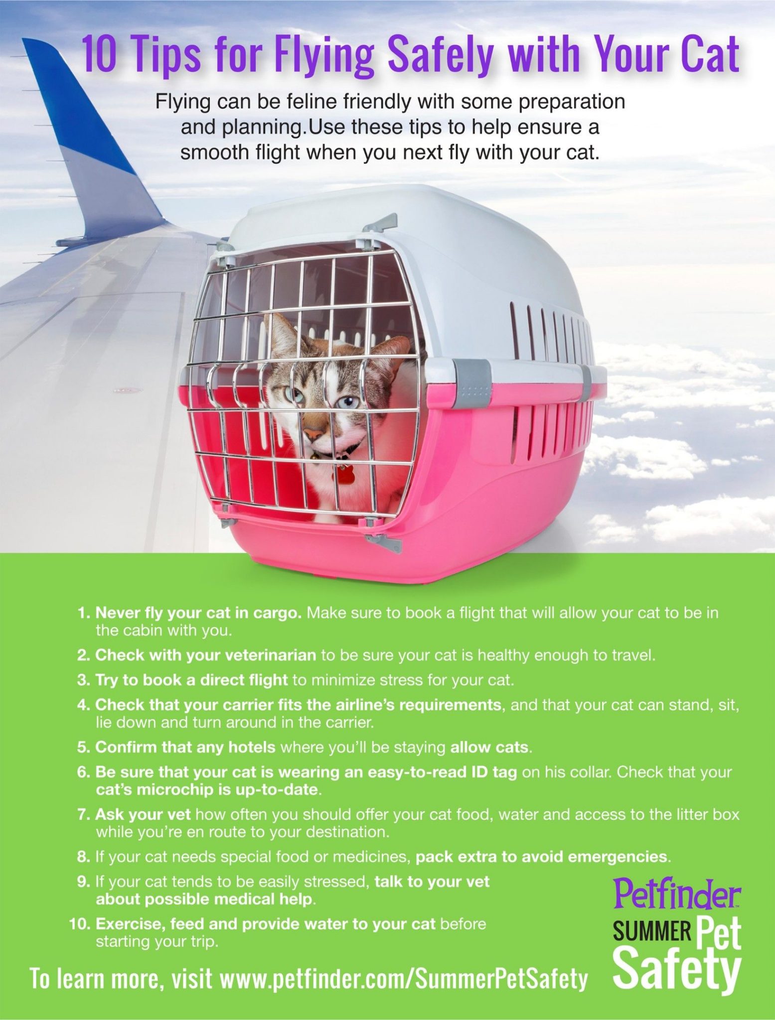 Flying With Cats Air Travel Tips
