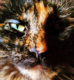 cat-adoption-tortoiseshell-cocoabean-kutoroff Cocoabean the Tortoiseshell cat