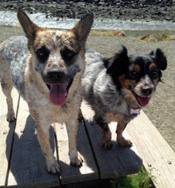 dog-adoption-australian-cattle-dog-sequoyah-obrien Sequoyah O'Brien