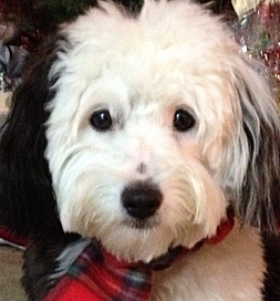dog-adoption-daisy-r Daisy the dog