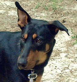 dog-adoption-doberman-argo-karkanawi Argo the Doberman