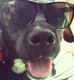 dog-adoption-johnny-love-gibbs Johnny Love the dog