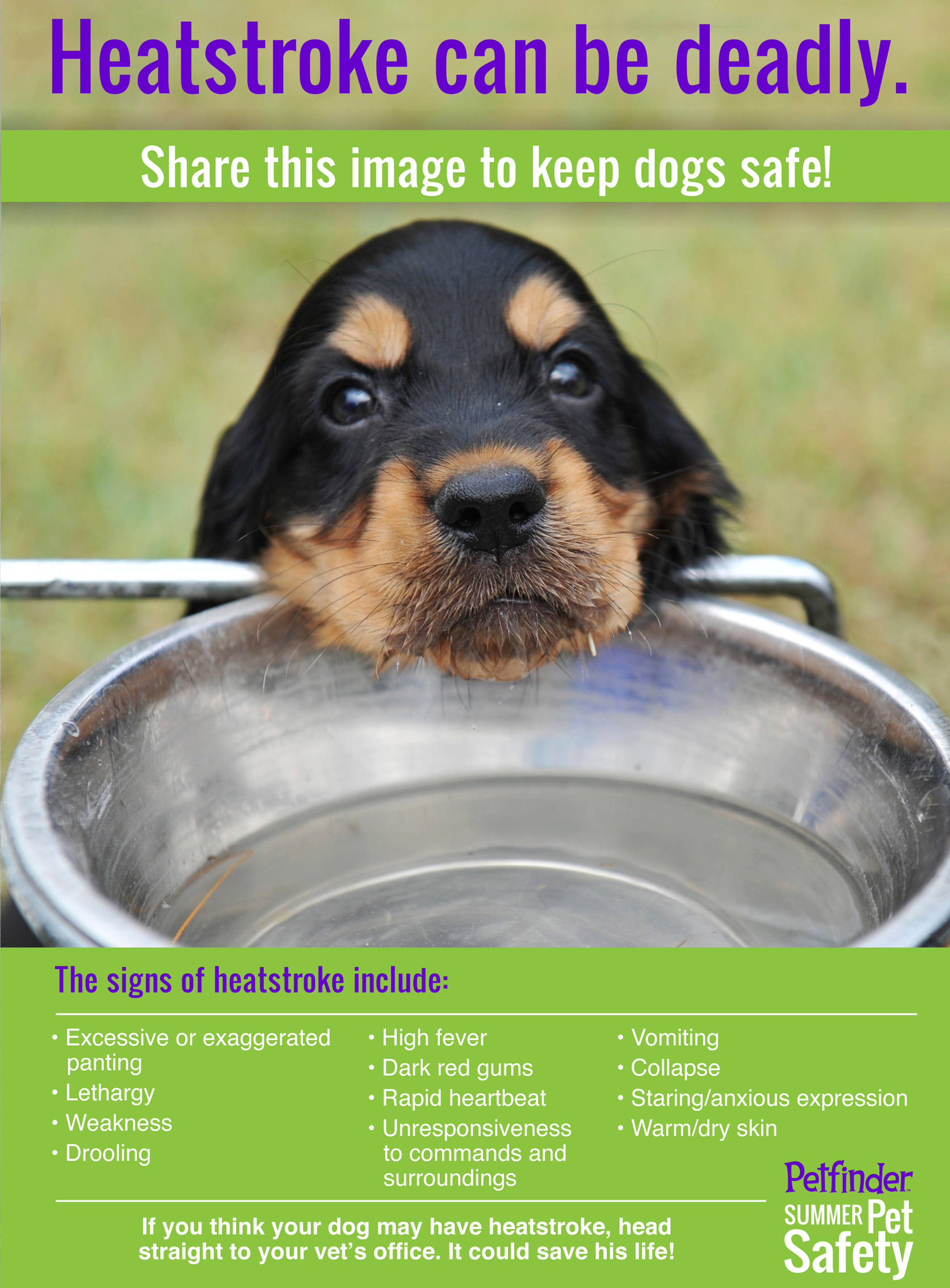 Signs-of-heatstroke-in-dogs