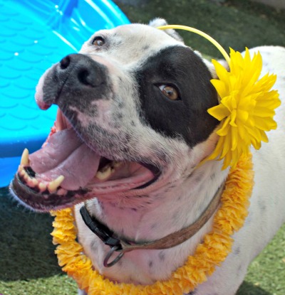 AZ20-dog-Buddy-26213699 dog wearing a yellow necklace