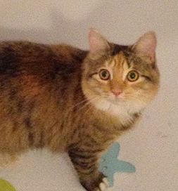 cat-adoption-charlie-sorokas Charlie the cat