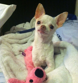 dog-adoption-chihuahua-pinky-gillett Pinky Gillett