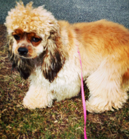 dog-adoption-cocker-spaniel-josephina-weber Josephina Weber