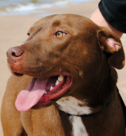dog-adoption-quill-prowant Quill Prowant