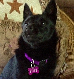 dog-adoption-schipperke-foxy-minklw_edited-1 Foxy, the Schipperke