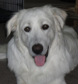 dog-adoption-turkish-akbash-george-chung George a Turkish Akbash