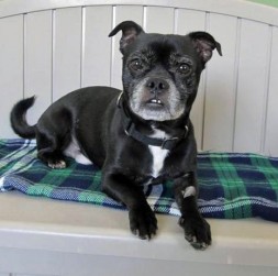 Five-dogs-helped-by-orvis-dog-WI04-25589621 Dart from Coulee Region Humane