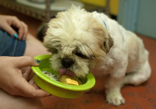 dog licking food in bowl