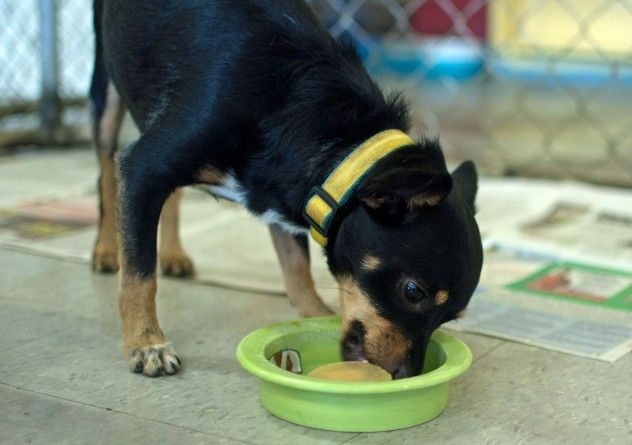 dog eating from dish