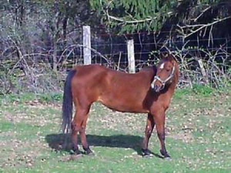 Maggie ON333 Freedom Valley Horse Rescue Maggie ON333 Freedom Valley Horse Rescue