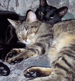 cat-adoption-maizey-simmons Maizey and Midnight